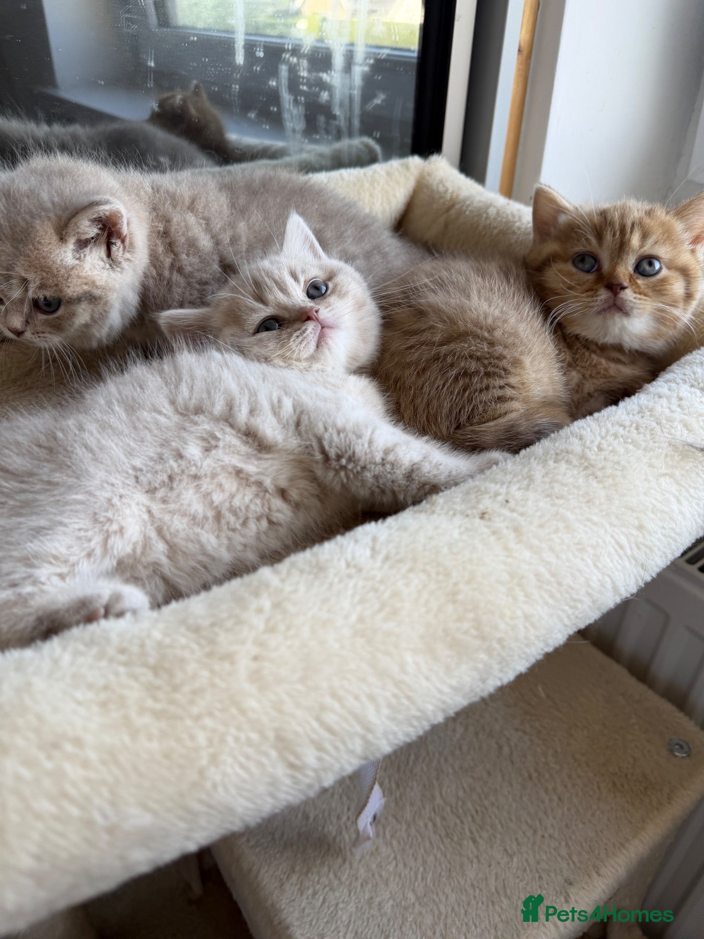 Scottish Fold cats Exceptional litter of Scottish fold/ straight😍😍 - Advert 1