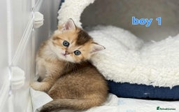 Scottish Fold cats for sale: Scottish straight/fold kittens 😸  - Image 5