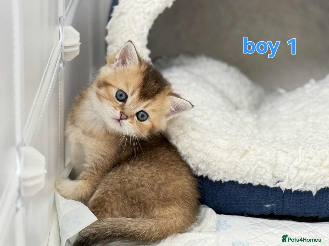 Scottish Fold cats for sale: Scottish straight/fold kittens 😸  - Image 5