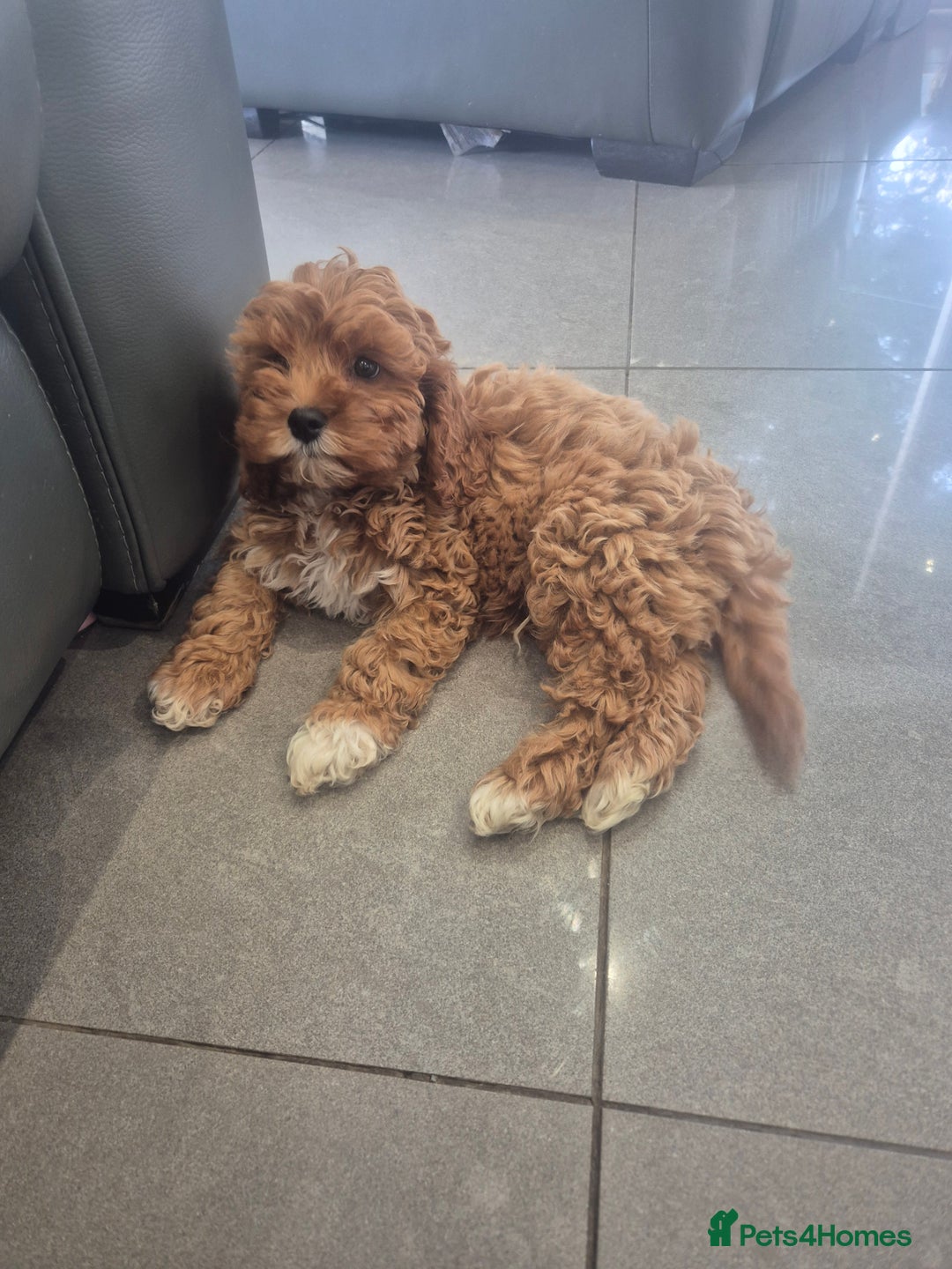 Cavapoo dogs for sale: Stunning Cavapoo Babies - ready this weekend - Image 14