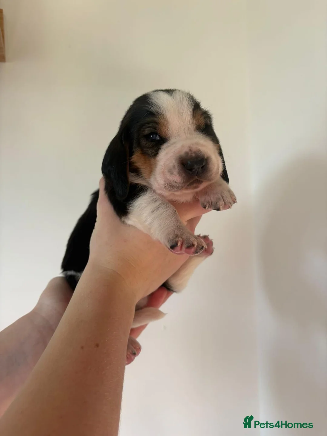 Basset Hound dogs for sale: One Beautiful Basset Hound Pup (Bertha) remaining. - Advert 27