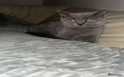 British Shorthair cats for sale: British short hair female  - Advert 2
