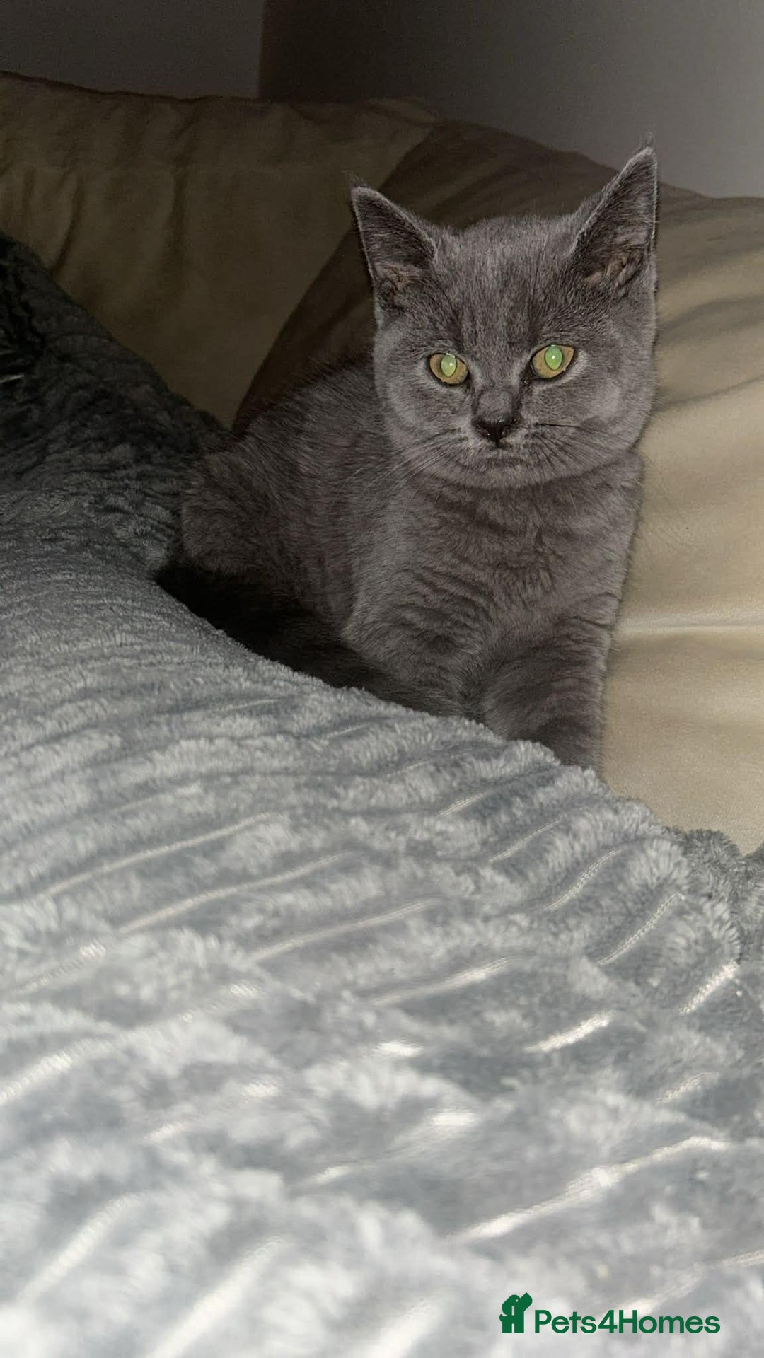 British Shorthair cats for sale: British short hair female  - Advert 2