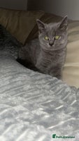 British Shorthair cats British short hair female - Advert 3