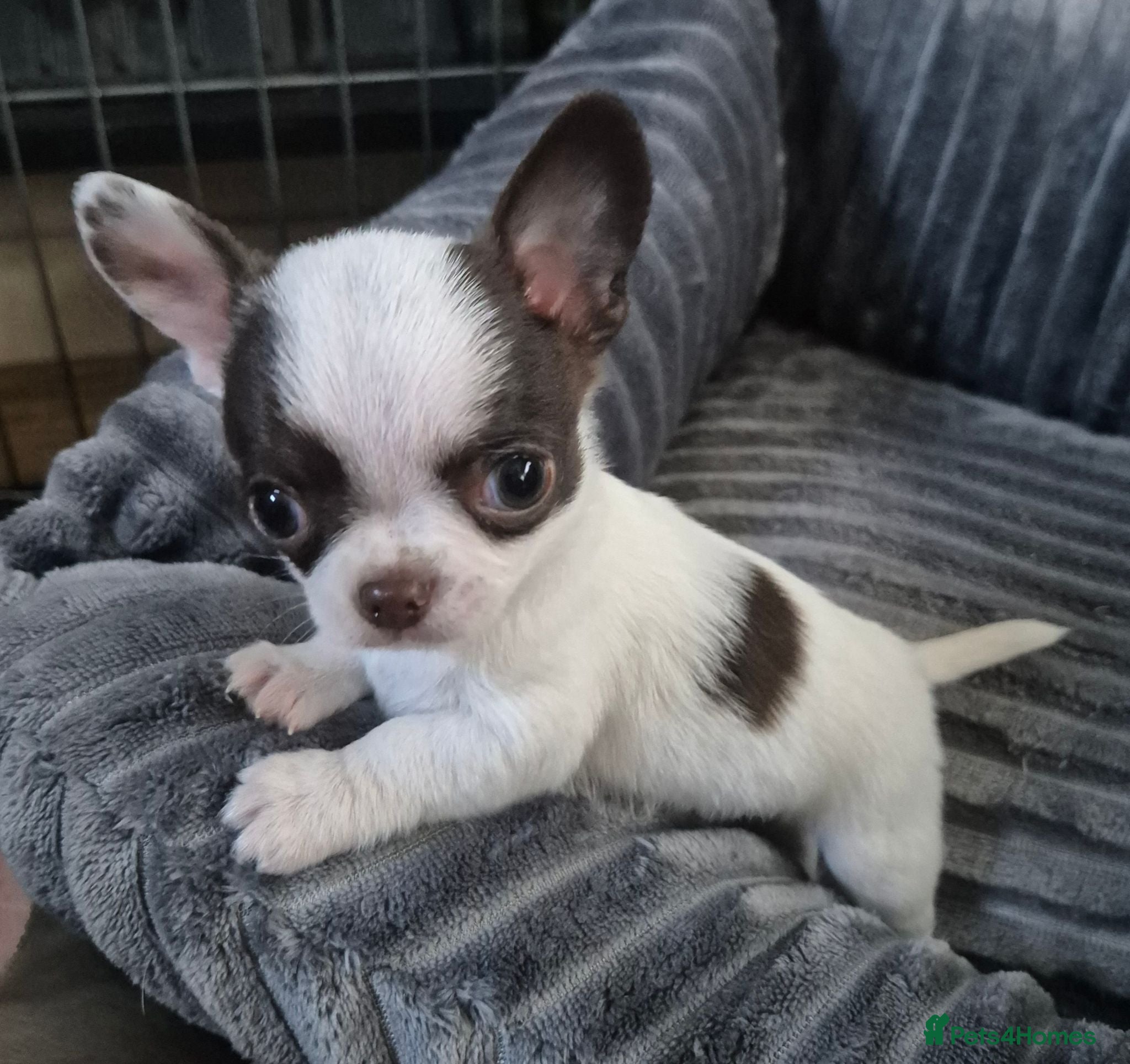 Chihuahua dogs KC puppies for sale  - Advert 17