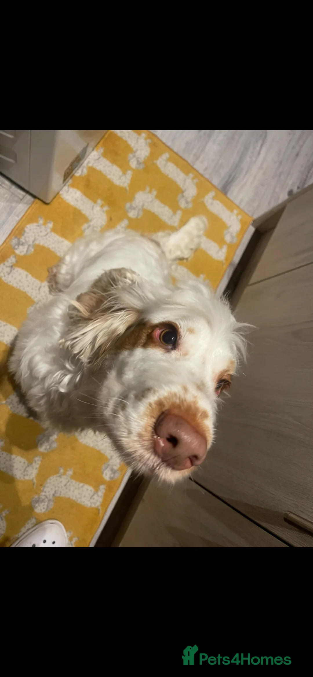 Cocker Spaniel dogs for sale: Gold blooded Show Cocker Spaniel  in Stoke-on-Trent - Advert 2