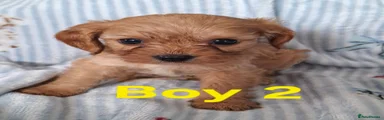 Cavapoo 2