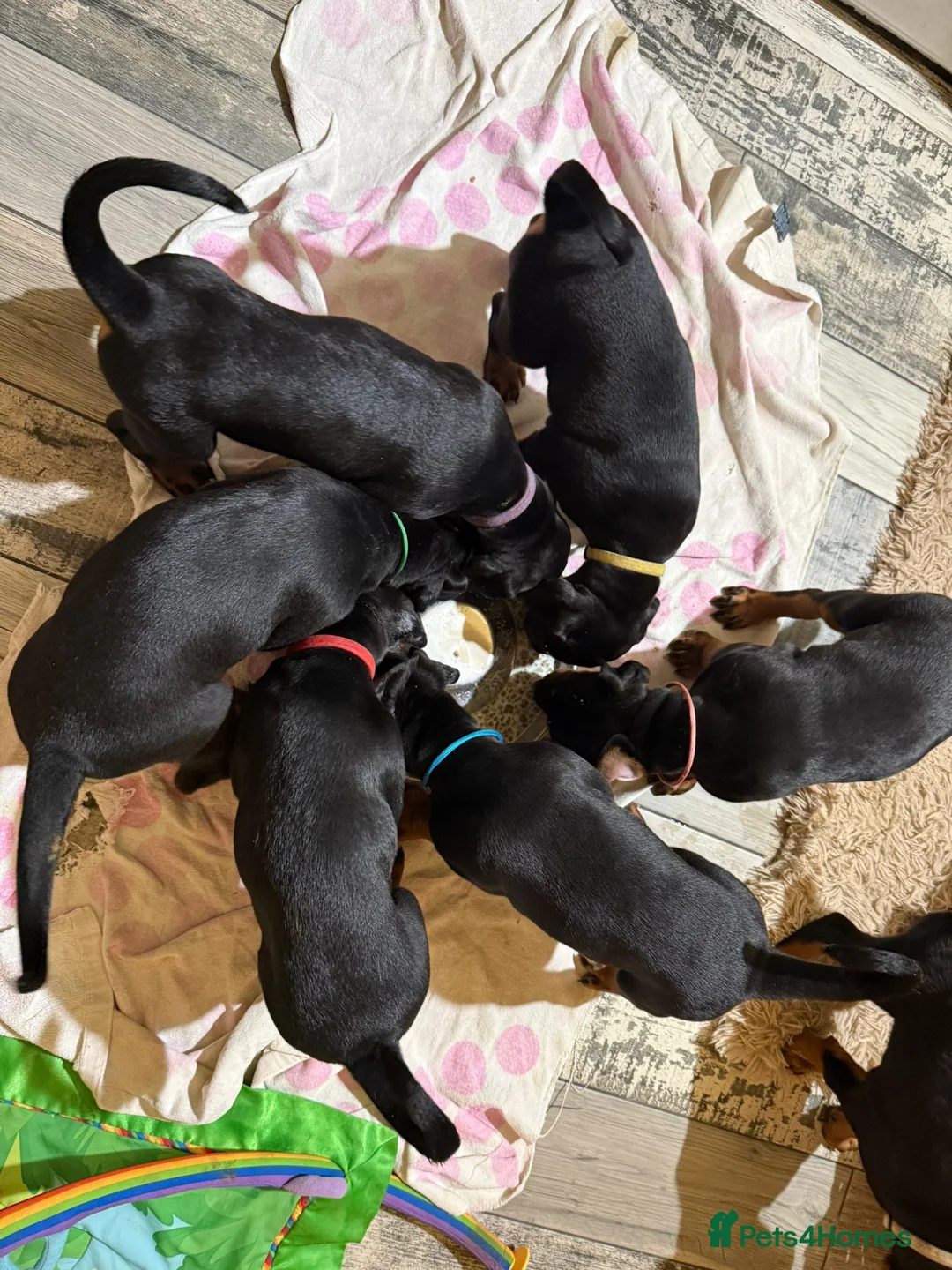 Dobermann dogs for sale: Pure European Doberman puppies - Advert 2