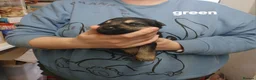 German Shepherd dogs for sale: German shepards  - Advert 16
