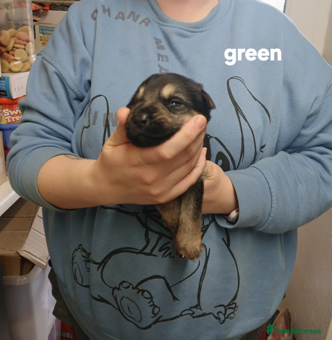 German Shepherd dogs for sale: German shepards  - Advert 16