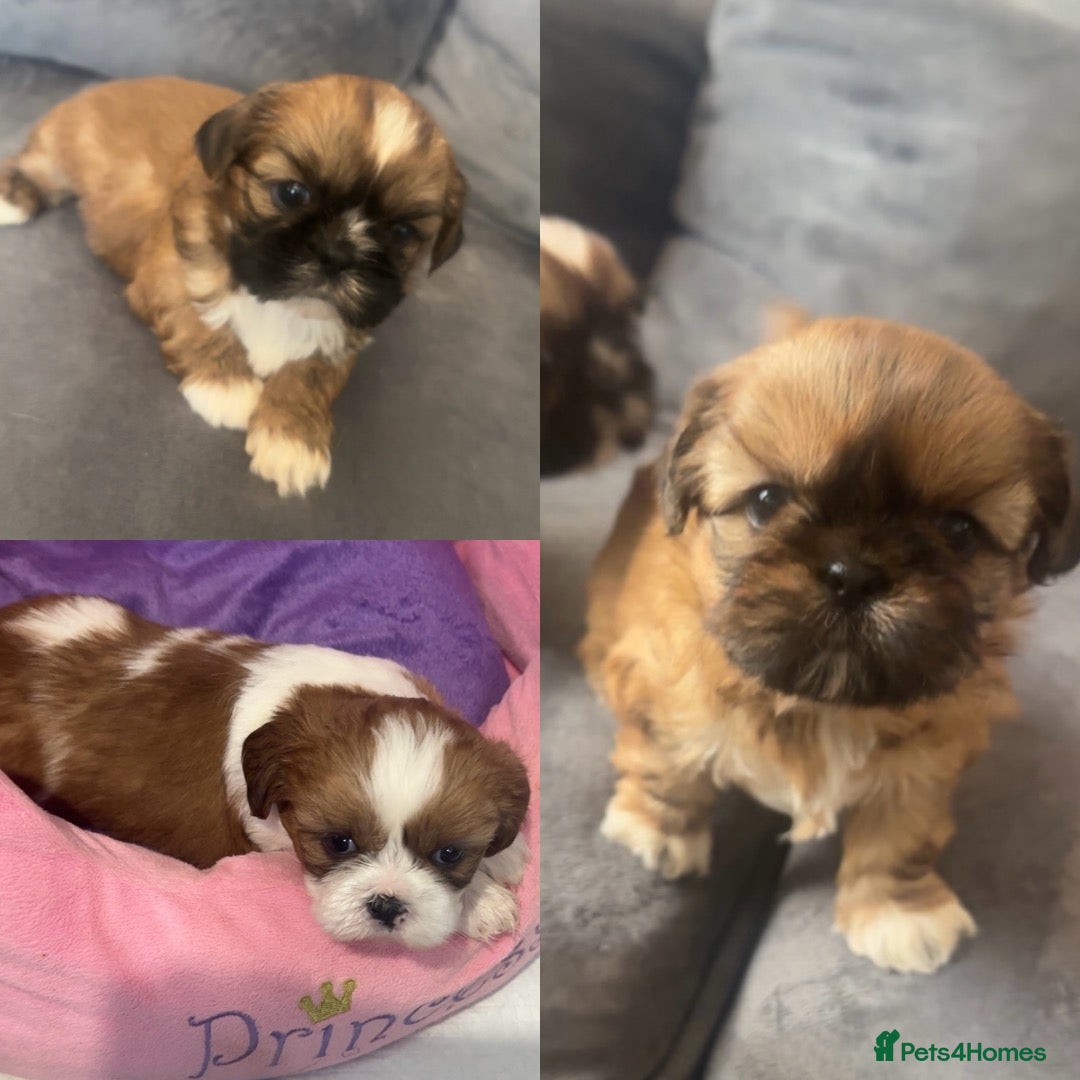 Shih Tzu dogs Stunning chocolate imperial Shih Tzu puppies  - Advert 17