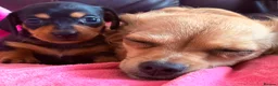 Chiweenie dogs for sale: Chiweenies Puppys - Advert 14