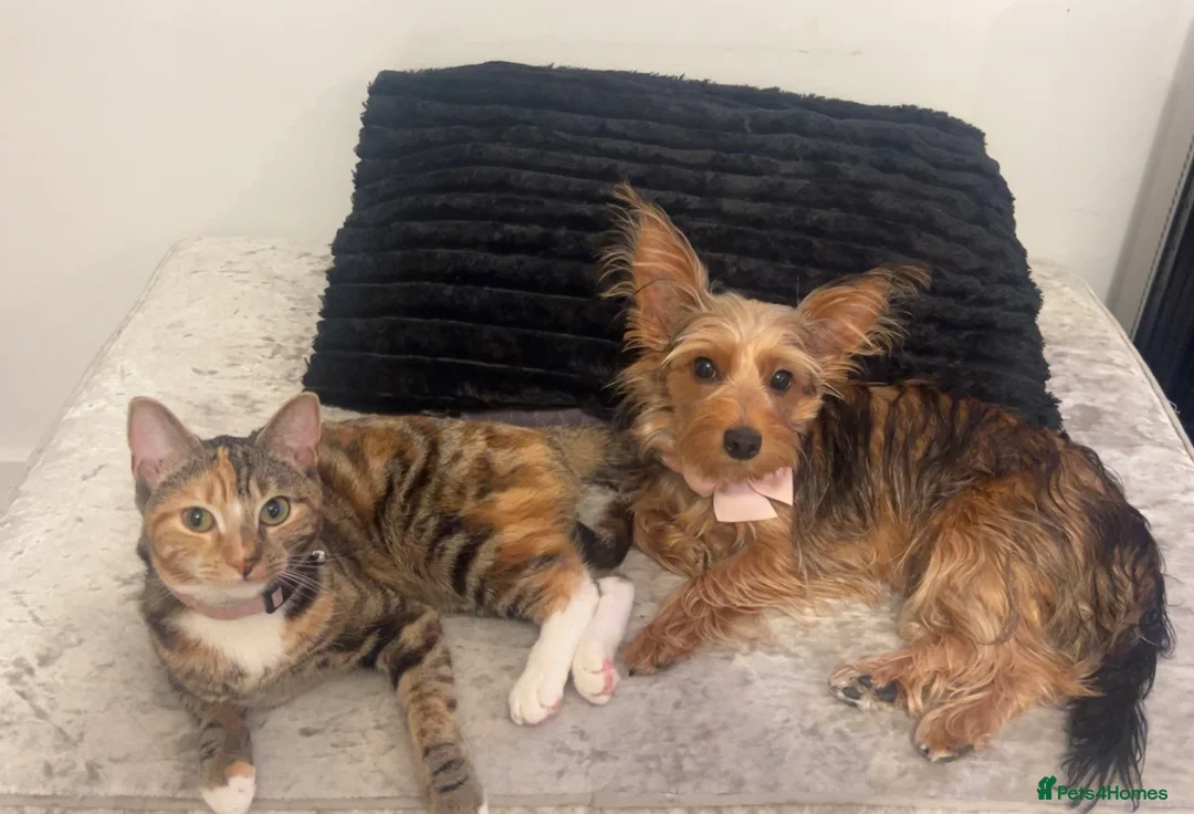 Yorkshire Terrier dogs for sale: Yorkshire Terrier  - Advert 5