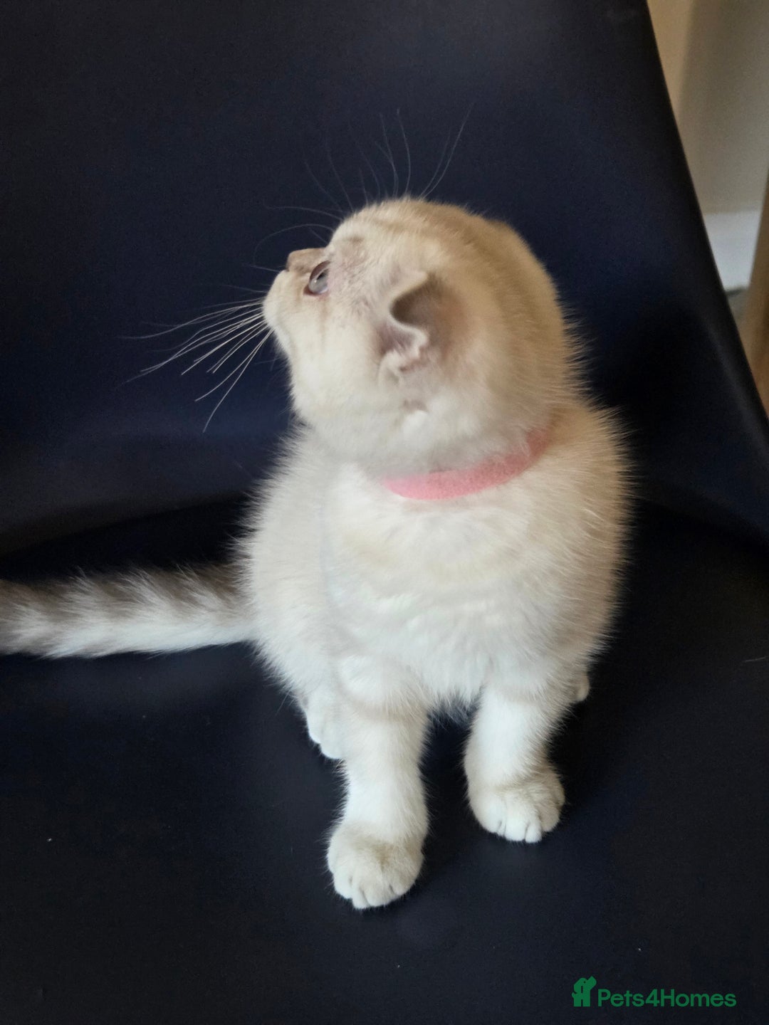 Scottish Fold cats for sale: Scottish Fold Kitten Female Ready To Be Collected  - Advert 6