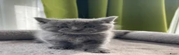 British Shorthair cats for sale: Beautiful British Kittens 🍂 - Advert 17