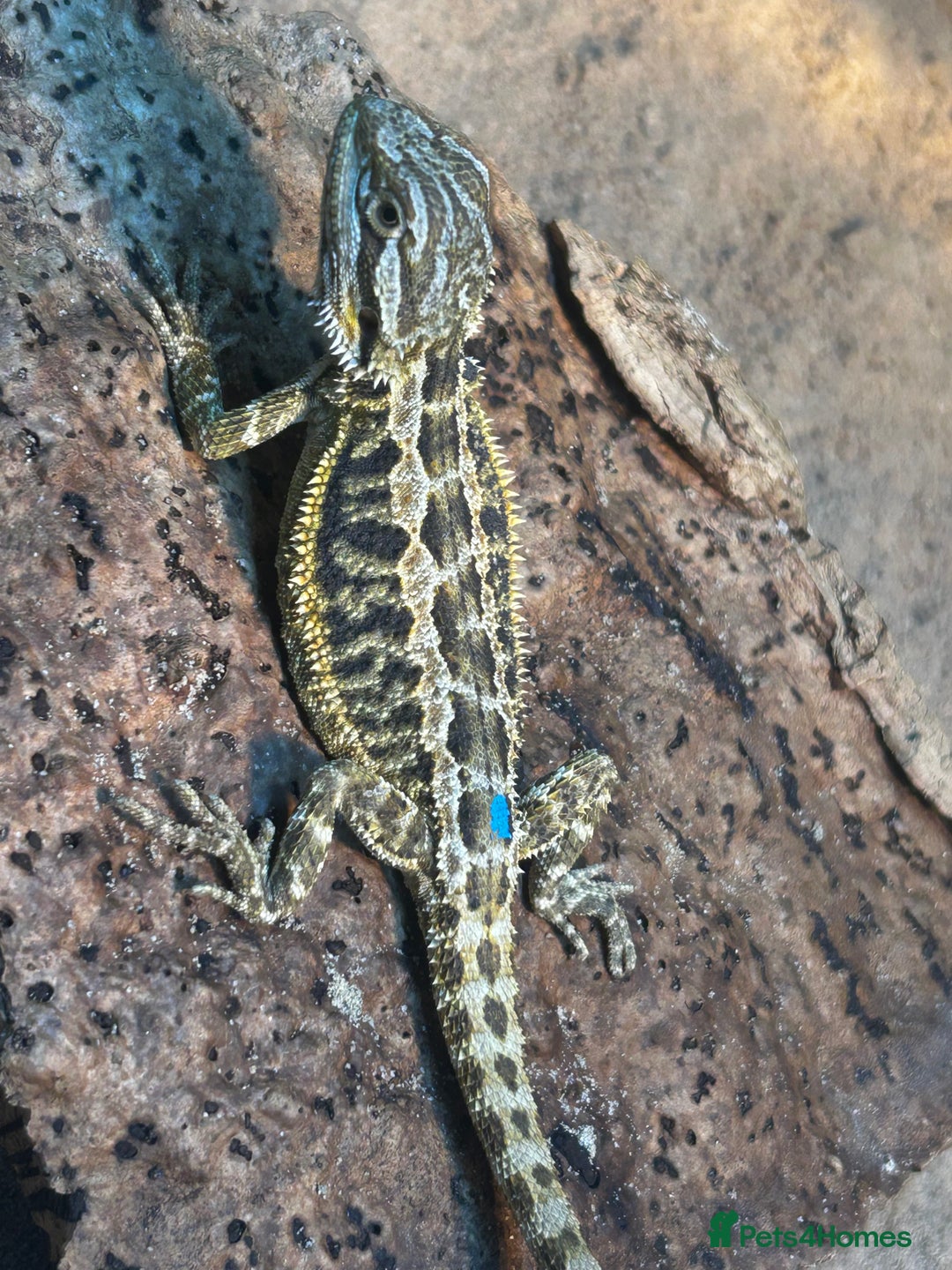 Bearded Dragon reptiles for sale: Bearded Dragons - stunning babies  - Image 15
