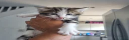 Mixed Breed cats for sale: Mixed Litter Kittens - Advert 19