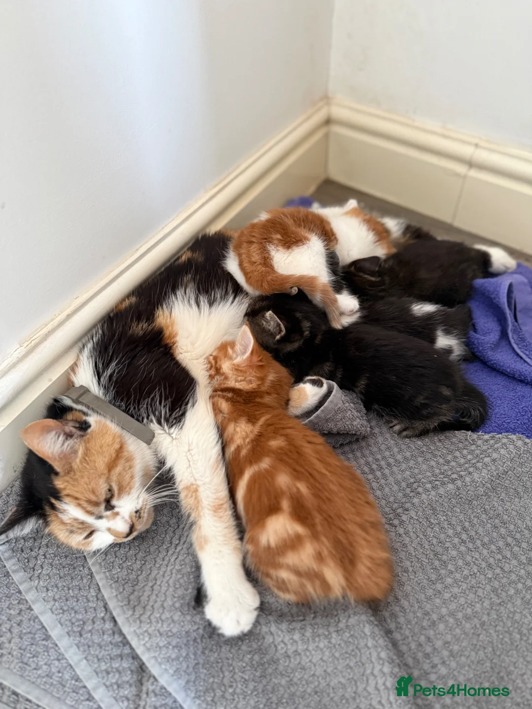 Mixed Breed cats for sale: 5 Adorable Mixed Breed Kittens  - Advert 2