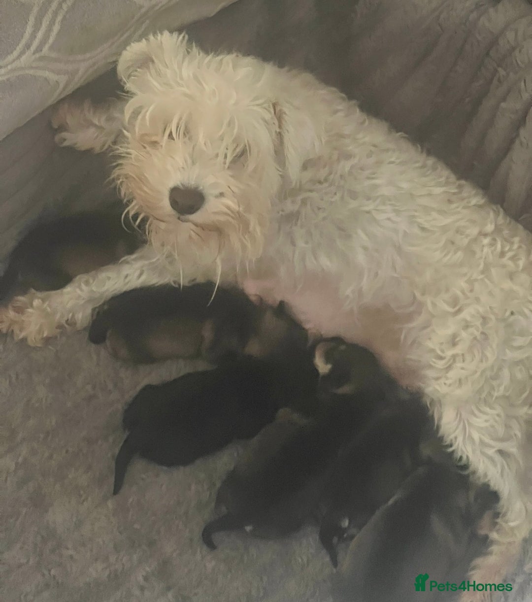 Miniature Schnauzer dogs for sale: 🤎🖤🩶Stunning Miniature Schnauzer Pups🩶🖤🤎 - Advert 10