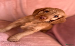 Cockapoo dogs for sale: Rare F1 apricot/ red fox DNA PRCD-PRA clear - Image 15