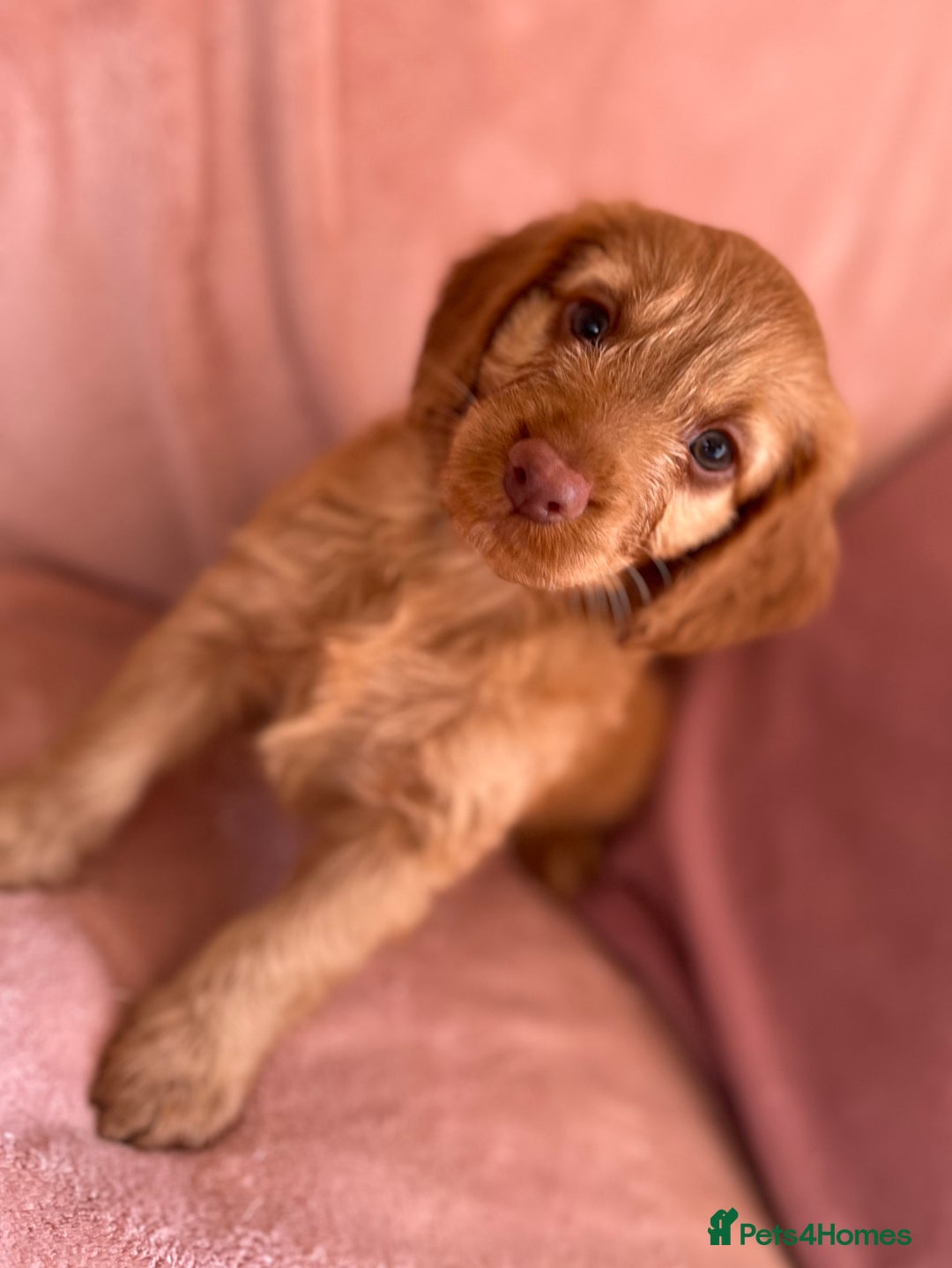 Cockapoo dogs for sale: Rare F1 apricot/ red fox DNA PRCD-PRA clear - Image 15