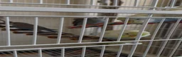 Budgerigars birds for sale: 3 male budgies with cage & toys - Advert 9