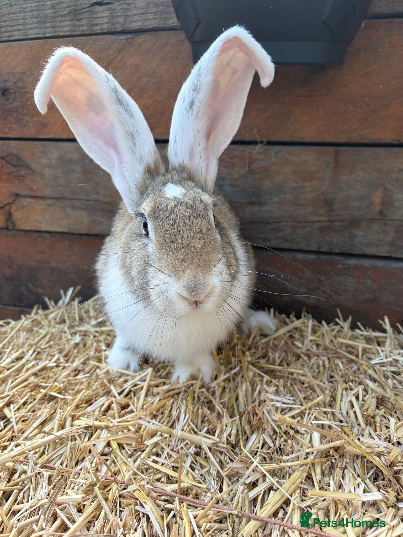 Continental Giant rabbits Continental giant babies available  - Advert 7