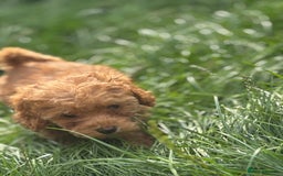 Miniature Poodle dogs for sale: Gorgeous apricot miniature poodle puppies - Image 9