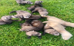 Ferret rodents for sale: 8 week old ferrets for sale - Image 3