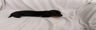 Dachshund 3