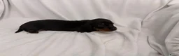 Dachshund dogs for sale: Beautiful 5 dachshunds for sale 3 boys 2 girls - Advert 5