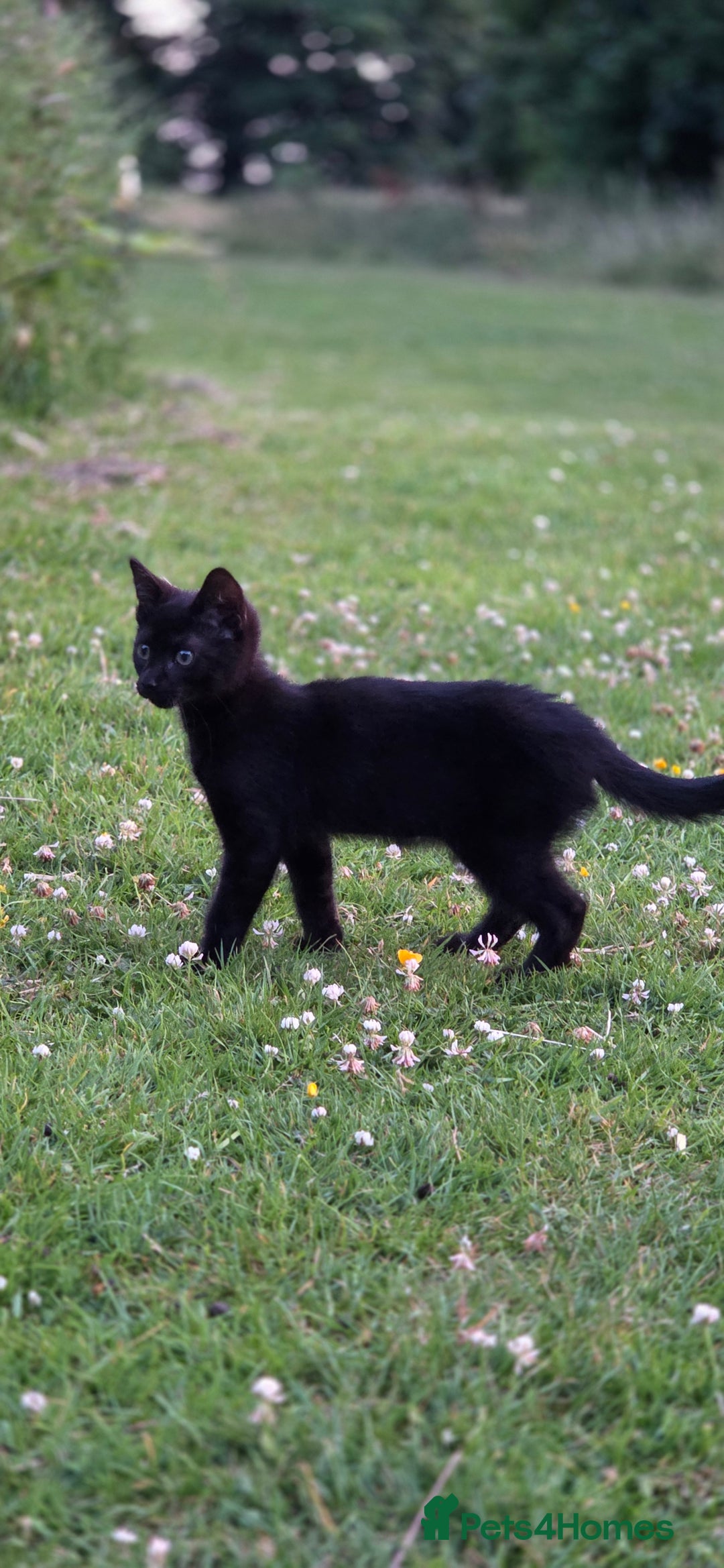 British Shorthair cats for sale: Cute Adorable playful boy kitten - Image 3