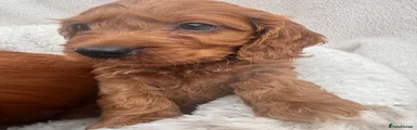 Cavapoo 2