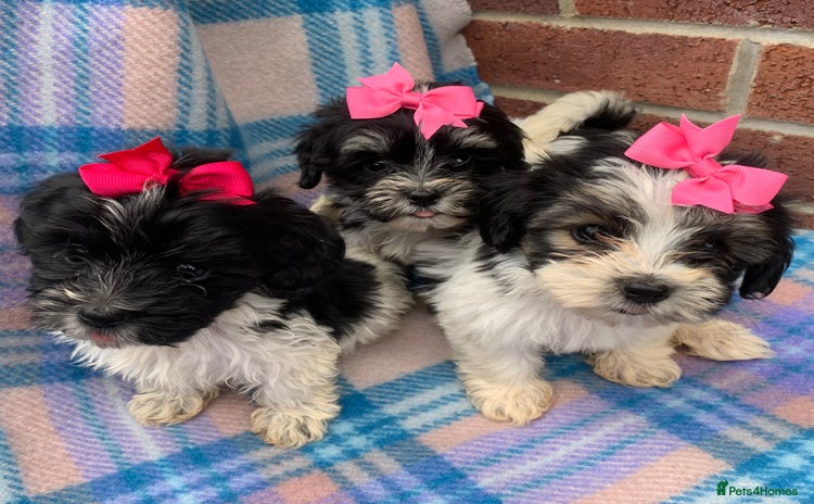 Maltipoo dogs - Advert 1