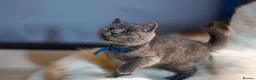 British Shorthair cats for sale: GCCF Registered Pedigree Kittens Ready To View Now in Swansea - Advert 4