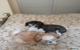 Shih Tzu dogs for sale: Shih tzu puppies boys and girls  - Image 7