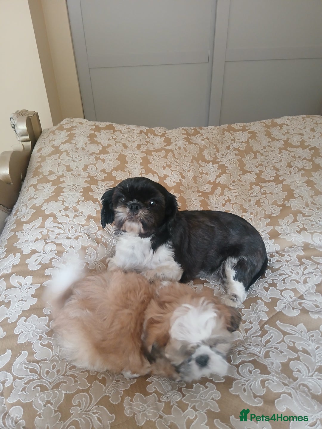 Shih Tzu dogs for sale: Shih tzu puppies boys and girls  - Image 7