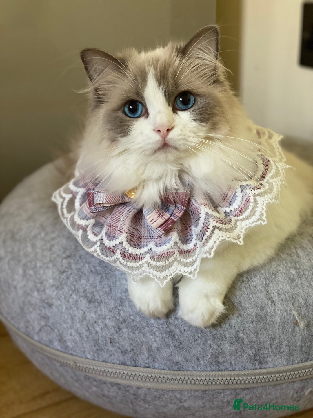 Ragdoll cats for sale: Adorable Ragdoll Kitten Fife Registered Breeder - Image 14