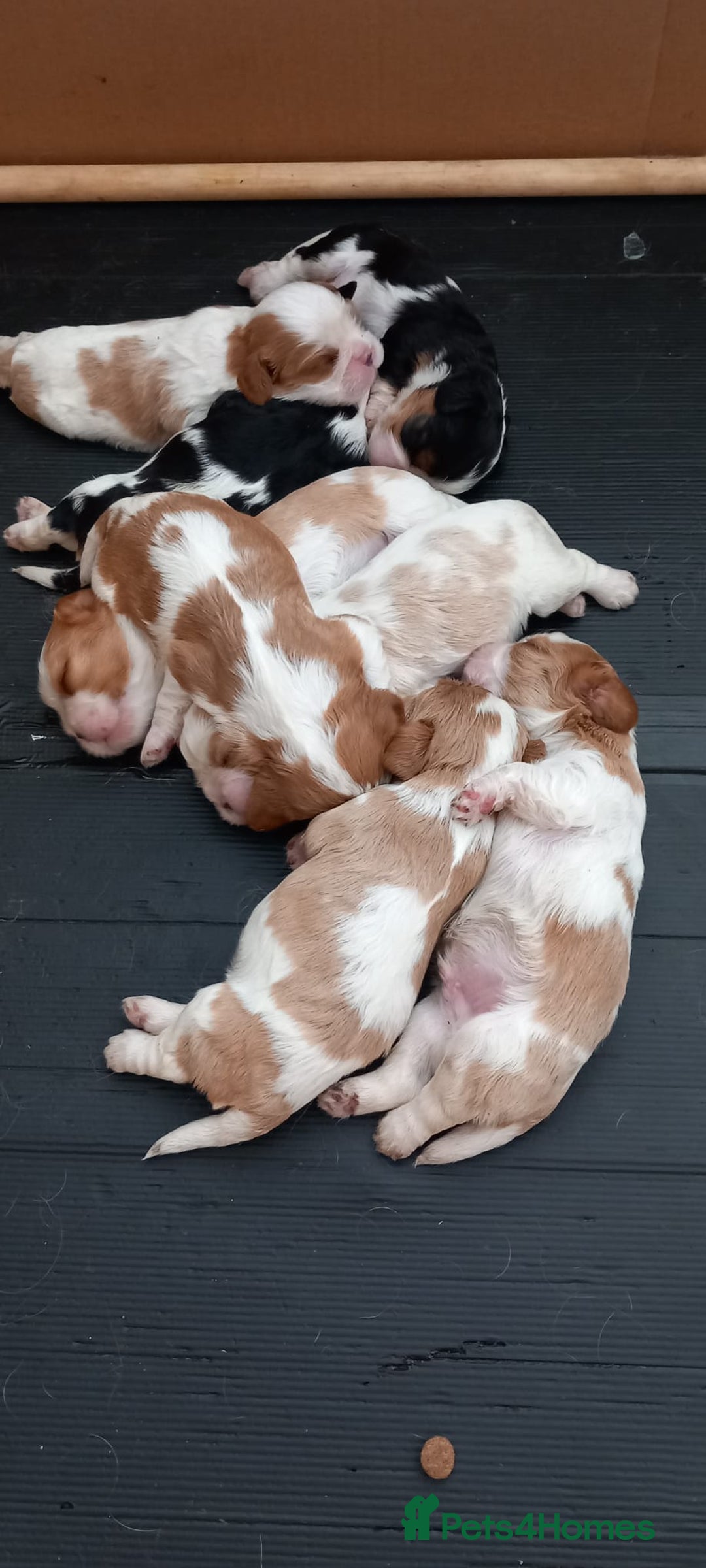 Cavalier King Charles Spaniel dogs for sale: Fabulous Cavalier King Charles Pups  - Image 1
