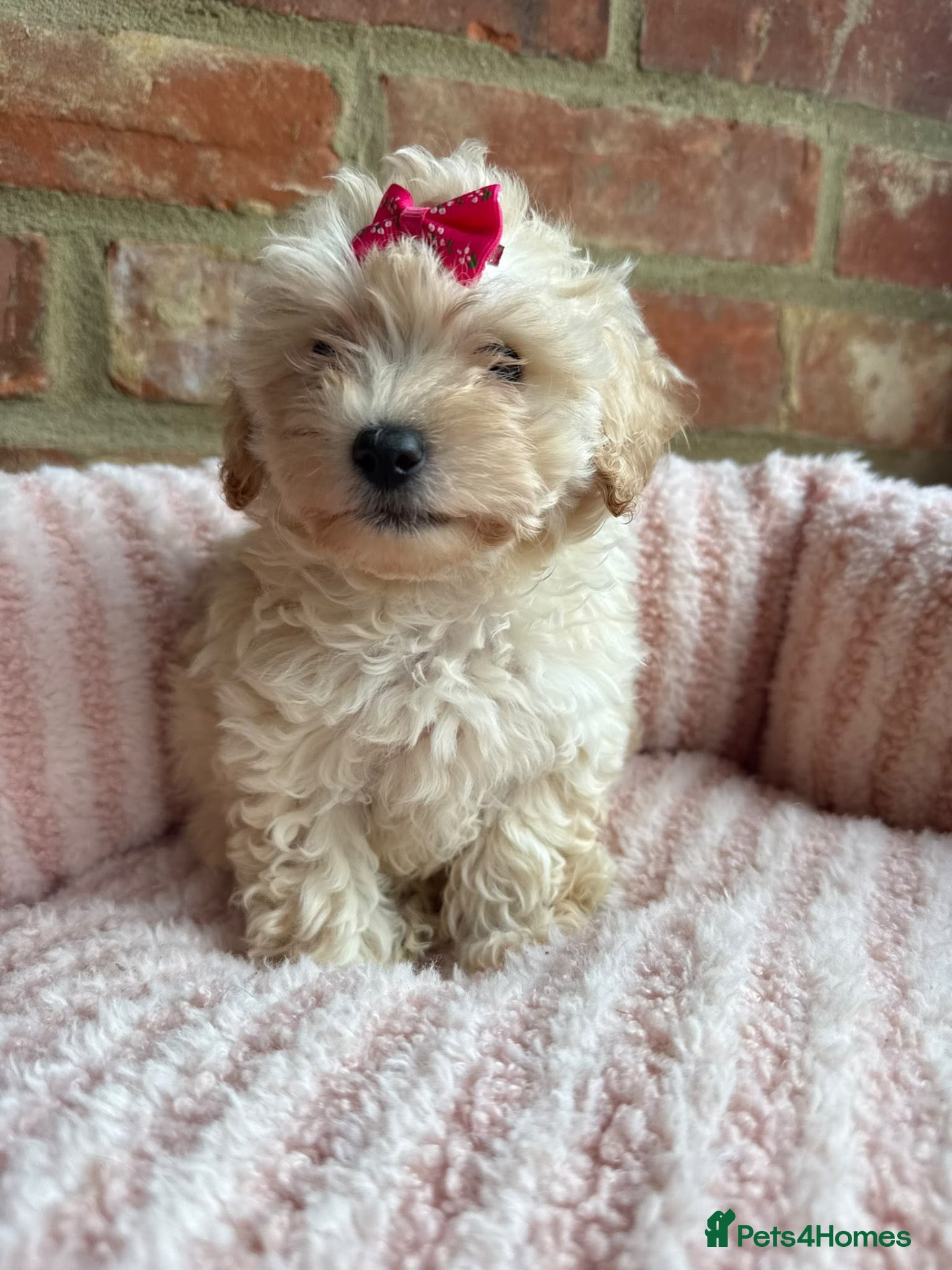 Maltipoo dogs 🧸 Adorable Maltipoo Puppies 🧸 - Advert 1