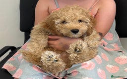 Cockapoo dogs for sale: Daisy Doodles & Marvels Pups in Spilsby - Image 34