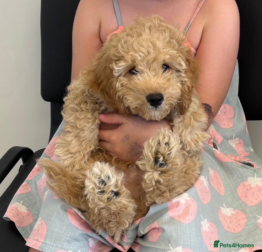 Cockapoo dogs for sale: Daisy Doodles & Marvels Pups in Spilsby - Image 34