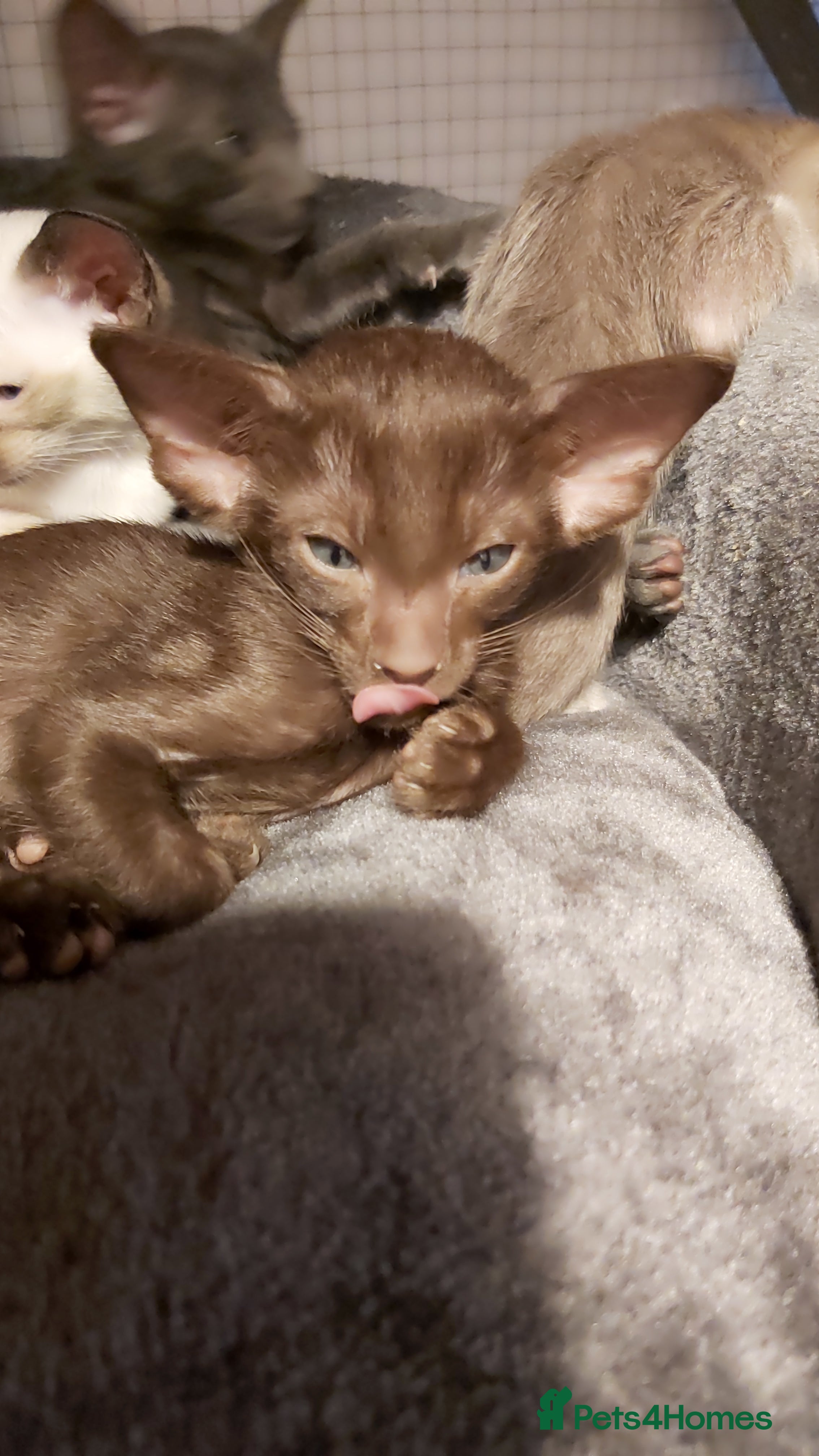 Oriental cats Full Pedigree Oriental 6 Kittens XL size ears GCCF - Advert 1