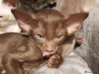 Oriental cats Full Pedigree Oriental 6 Kittens XL size ears GCCF - Advert 1