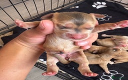 Cocker Spaniel dogs for sale: Show type cocker spaniel  - Image 8