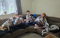Dalmatian dogs for sale: 3 x male Dalmatian ready for 4eva homes. - Image 1