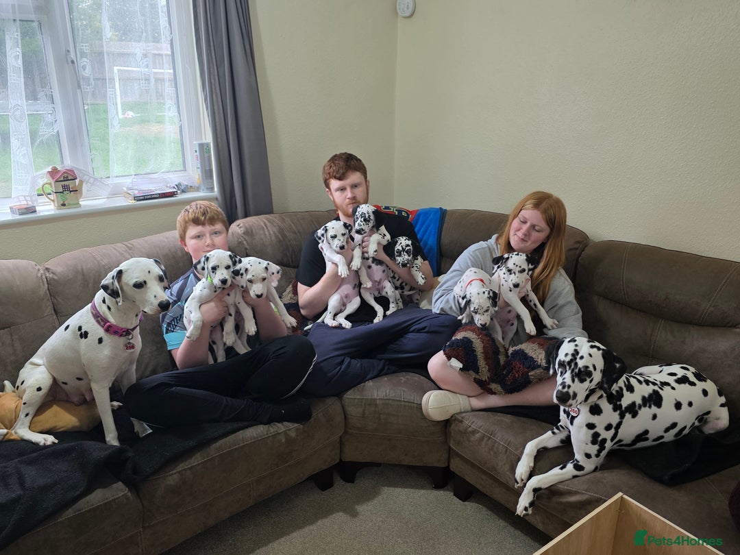 Dalmatian dogs for sale: 3 x male Dalmatian ready for 4eva homes. - Image 1