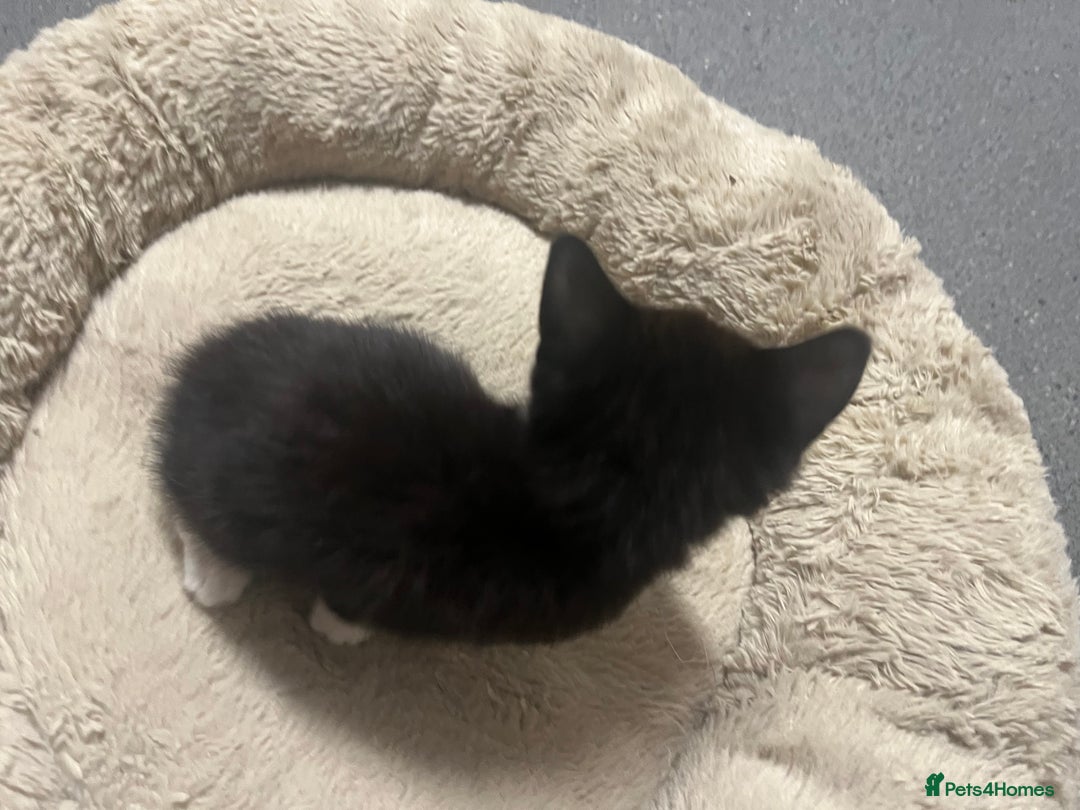 Mixed Breed cats for sale: 🐾 Handsome 6 week Blue eyed Tuxedo Boy  - Advert 5