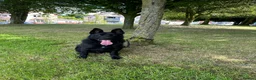 German Shepherd dogs for sale: TRAINED GERMAN SHEPARD  - Advert 3