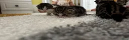 Mixed Breed cats for sale: Litter of 5 kittens mackerel  - Advert 6